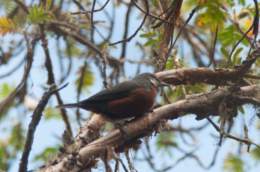 Giant Conebill at Yanacocha